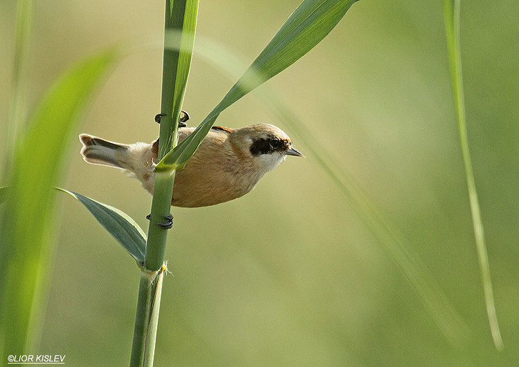   Eurasian Penduline Tit  Remiz pendulinus .Kibbutz Hamadia fish ponds,Beit Shean valley 15-11-12. Lior Kislev                  